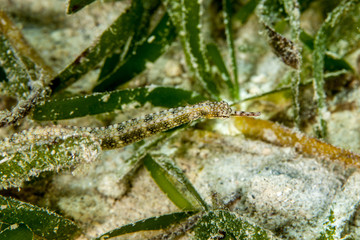 Fototapeta premium Pipefishes or pipe-fishes (Syngnathinae) are a subfamily of small fishes