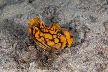 Sea squirt, Ascidiacea is a paraphyletic class in the subphylum Tunicata of sac-like marine invertebrate filter feeders