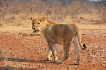 Lion is one of the four big cats in the genus Panthera, and a member of the family Felidae.