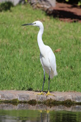 Reiher