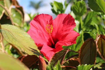 Blume