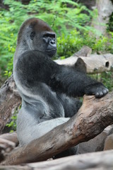 Gorilla