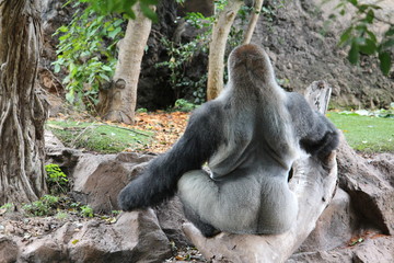 Gorilla