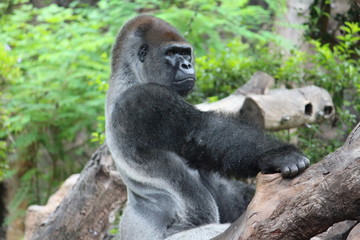Gorilla