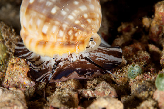 Malea pomum, Pacific grinning tun, marine gastropod mollusk