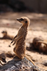 Erdmännchen