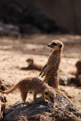 Erdmännchen