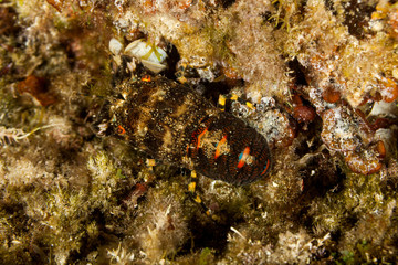 Slipper lobster, small European locust lobster, Scyllarus arctus