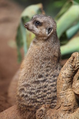 Erdmännchen