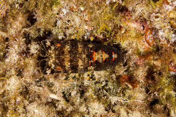 Slipper lobster, small European locust lobster, Scyllarus arctus
