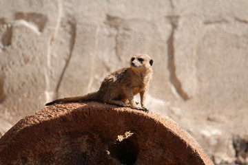 Erdmännchen