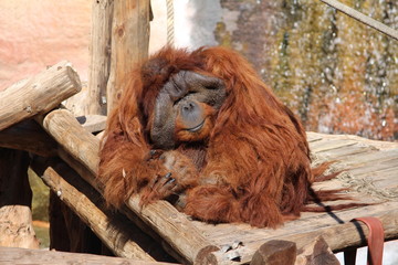 Orang-Utan