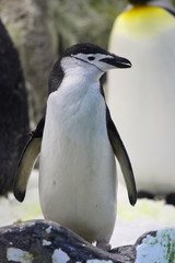 Pinguin