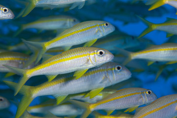 The yellowfin goatfish, Mulloidichthys vanicolensis