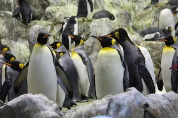 Pinguine