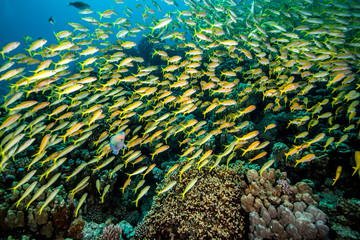 The yellowfin goatfish, Mulloidichthys vanicolensis