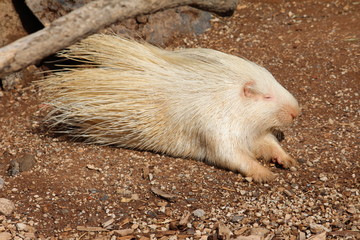 Stachelschwein