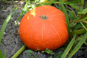Fototapeta premium Ripe organic pumpkin grows in the garden Autumn harvest
