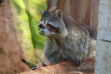 Waschbär
