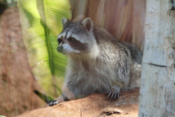 Waschbär