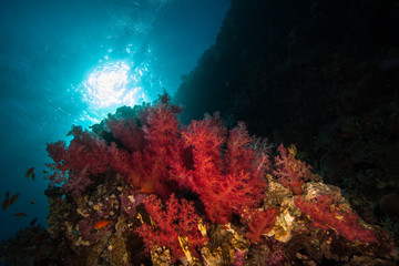 Dendronephthya hemprichi is a common soft coral found from Red Sea to Western Pacific