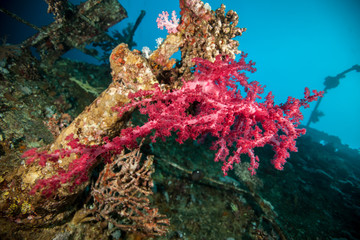 Dendronephthya hemprichi is a common soft coral found from Red Sea to Western Pacific