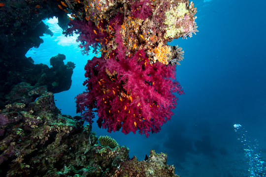 Dendronephthya hemprichi is a common soft coral found from Red Sea to Western Pacific