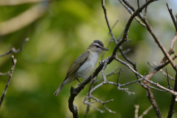 Obraz premium Red Eyed Vireo