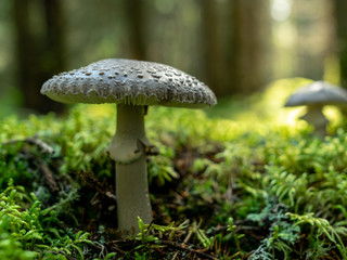 A blurry background version, wild mushrooms in the forest, autumn is the time of mushroom gathering, Latvia
