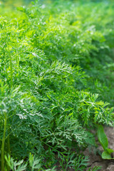 Rows of green carrot tops on the garden beds , ripening carrots in the summer in the garden
