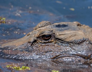 Close Up of an  American Alligator ( Alligator Mississippiensis )  Laying in Water