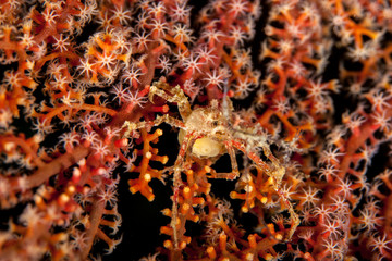 Majoidea, Spider crab