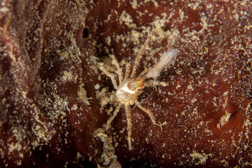 Majoidea, Spider crab