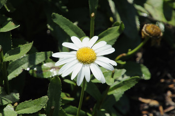 Fototapeta premium Single Daisy
