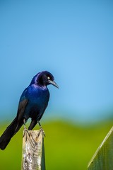 Black Bird Sitting Looking at the Camera in front of the Blue Sky