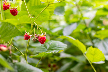 Obraz premium Pink ripe sweet raspberry berries on a bush