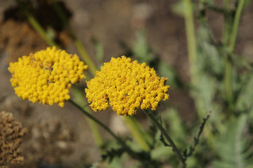 Tiny Yellow Flower Clusters