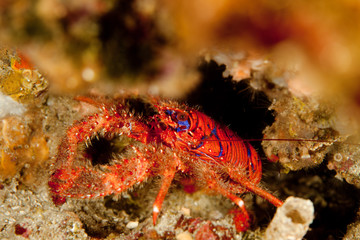 Spinous Squad Lobster, Galathea strigosa