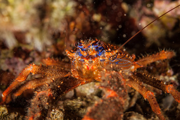 Spinous Squad Lobster, Galathea strigosa