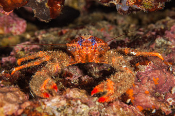 Spinous Squad Lobster, Galathea strigosa
