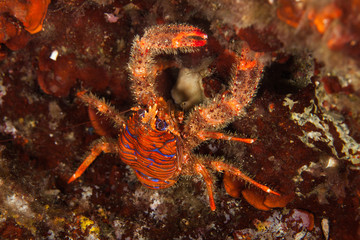 Obraz na płótnie Canvas Spinous Squad Lobster, Galathea strigosa