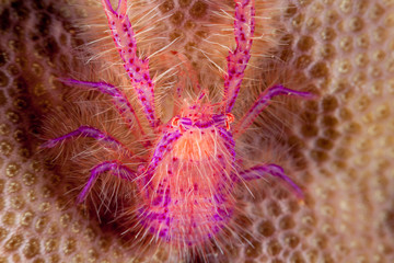 Pink Squat Lobster - Lauriea siagiani