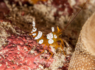 Squat shrimp or sexy shrimp, Thor amboinensis, is a species of shrimp found across the Indo-West Pacific and in parts of the Atlantic Ocean