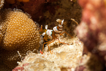 Squat shrimp or sexy shrimp, Thor amboinensis, is a species of shrimp found across the Indo-West Pacific and in parts of the Atlantic Ocean