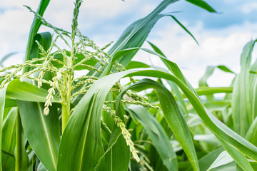 Tall green leaves of young corn in the garden, corn ripening in summer