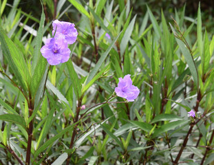 Plantas y Flores de Costa Rica