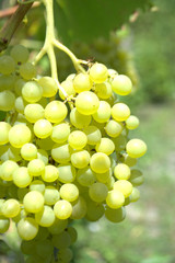 Ripe white grapes on a branch grows in the vineyard Summer and autumn harvest