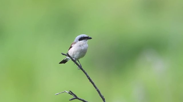 Red-backed shrike (Lanius collurio) 2