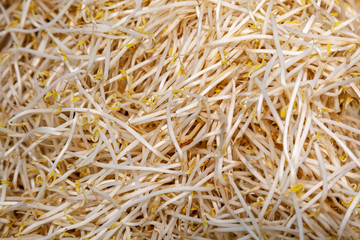 sprouts of cereals, wheat grass seeds, closeup