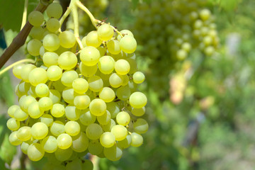 Ripe white grapes on a branch grows in the vineyard Summer and autumn harvest